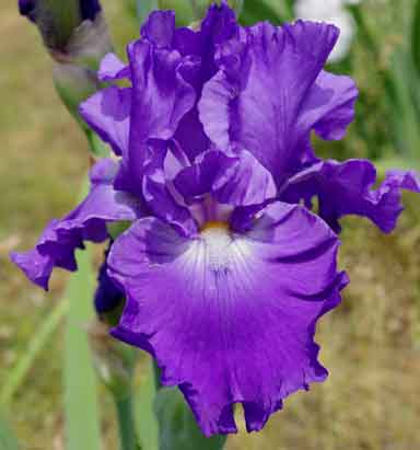 Thunder Quay TB Iris 